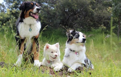 Un parc à chien à Montmagny? La Ville veut entendre ses citoyens