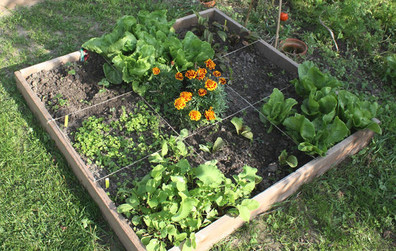 Les jardins potagers en cour avant sont maintenant autorisés à Montmagny