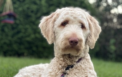 C'est le moment d'acheter ou de renouveler les licences de chien 2026