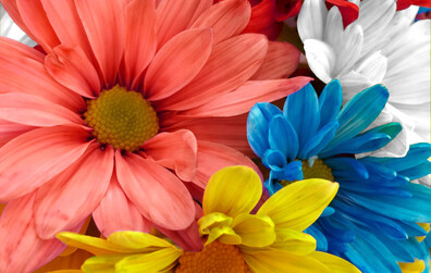 Un concours d'embellissement est lancé dans le cadre des Fêtes du 375e