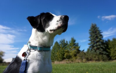 La Ville dévoile les résultats de son sondage sur le projet de parc à chien