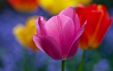 La Journée de l'environnement de retour à Montmagny!