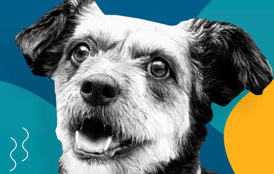 Les propriétaires de chiens de Montmagny sont invités à se procurer leurs licences 2022