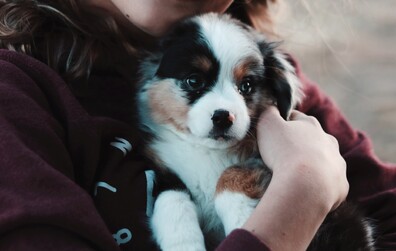 Les licences de chiens 2021 maintenant disponibles