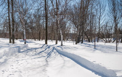 Coupes d'arbres au parc Saint-Nicolas